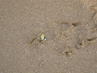 Blackpool Beach Crab Stuck in Ground.jpg